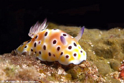 Chromodoris leopardus. Picture taken in Weligama, Sri Lanka. by Anouk Houben 